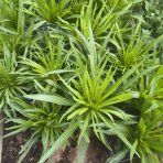 Šuškarda klasnatá (Liatris spicata) ´FLORISTAN WEISS´ - kont. P9